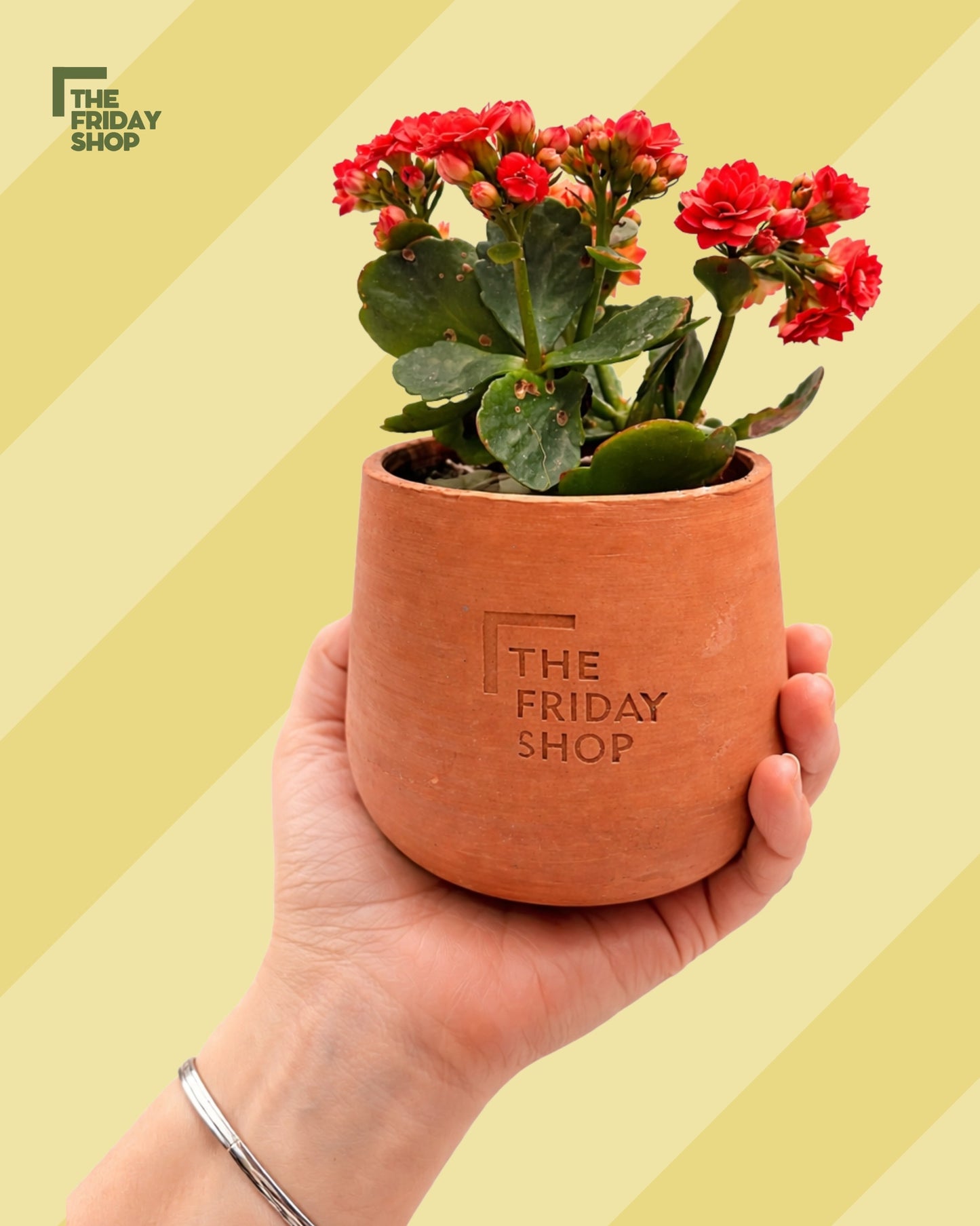 Kalanchoe Red