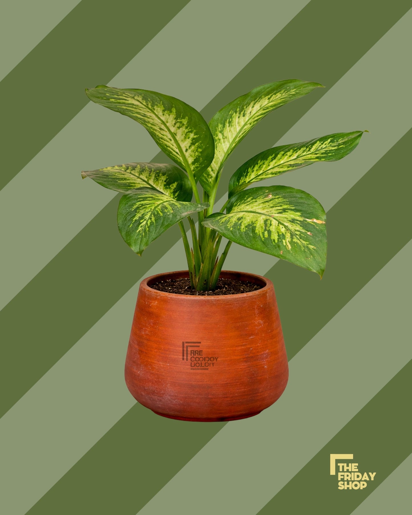 Dieffenbachia seguine