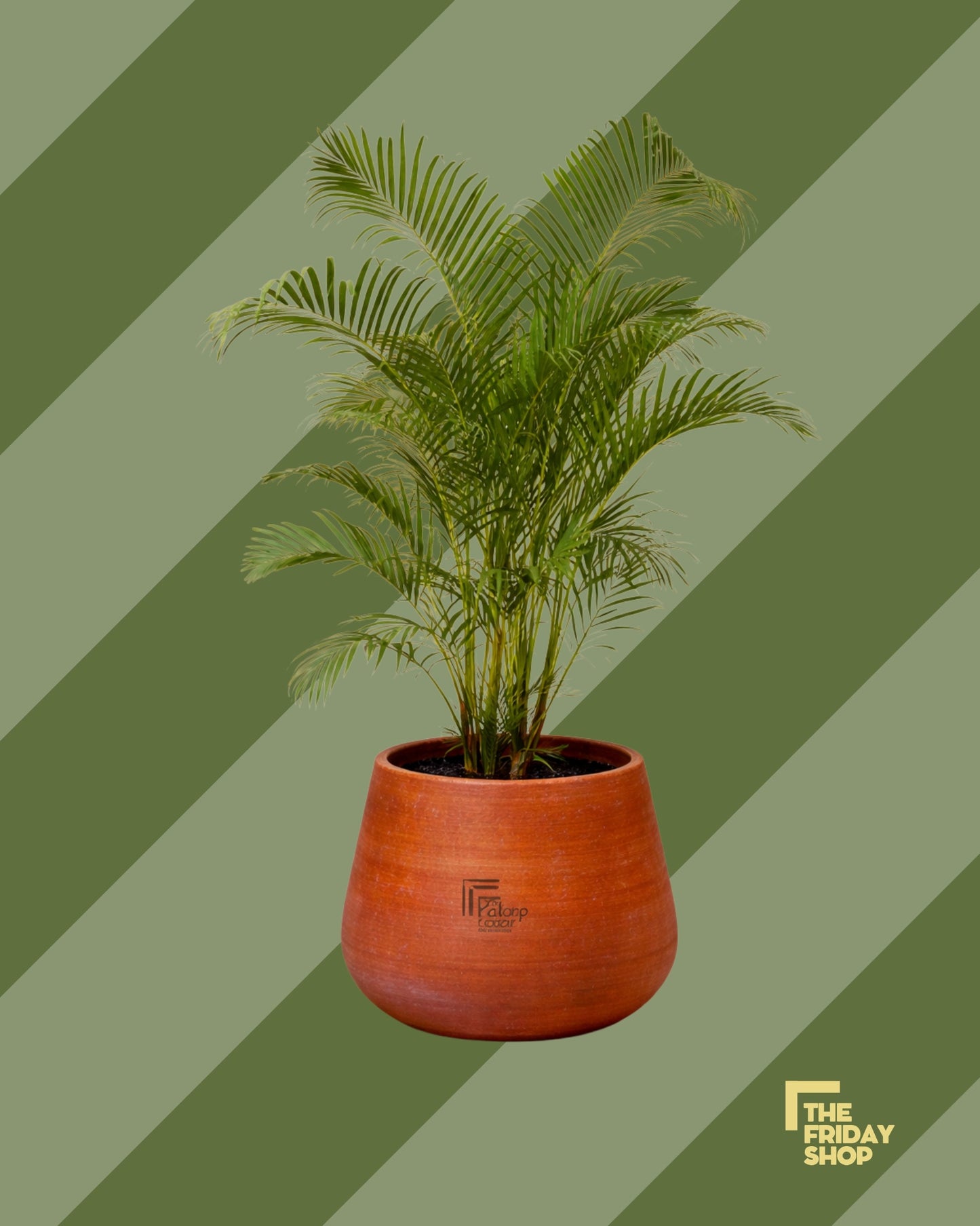 Areca Yellow