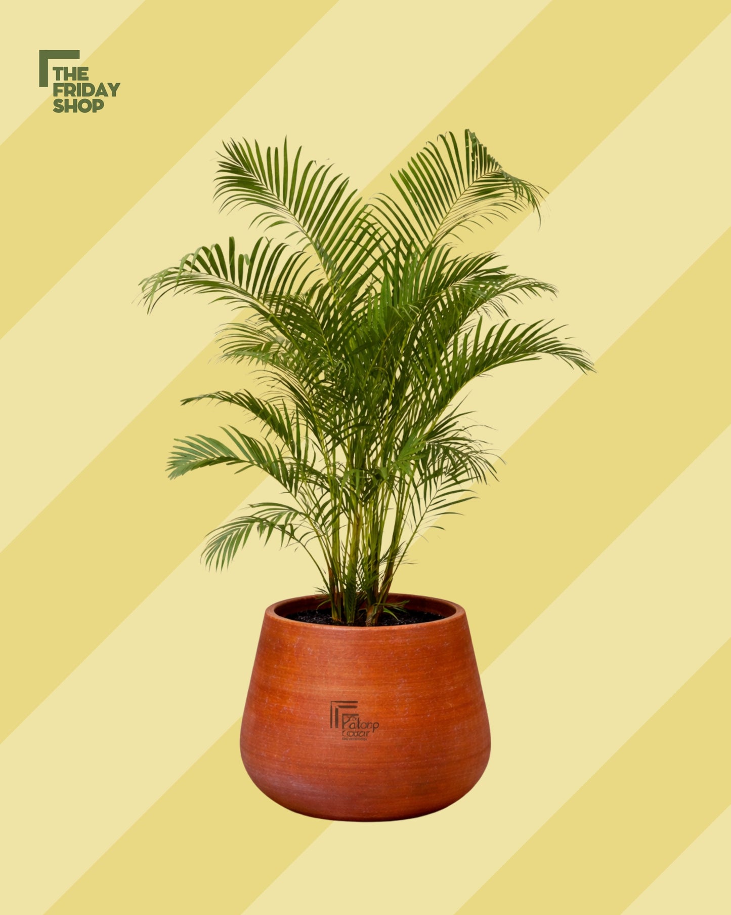 Areca Yellow.