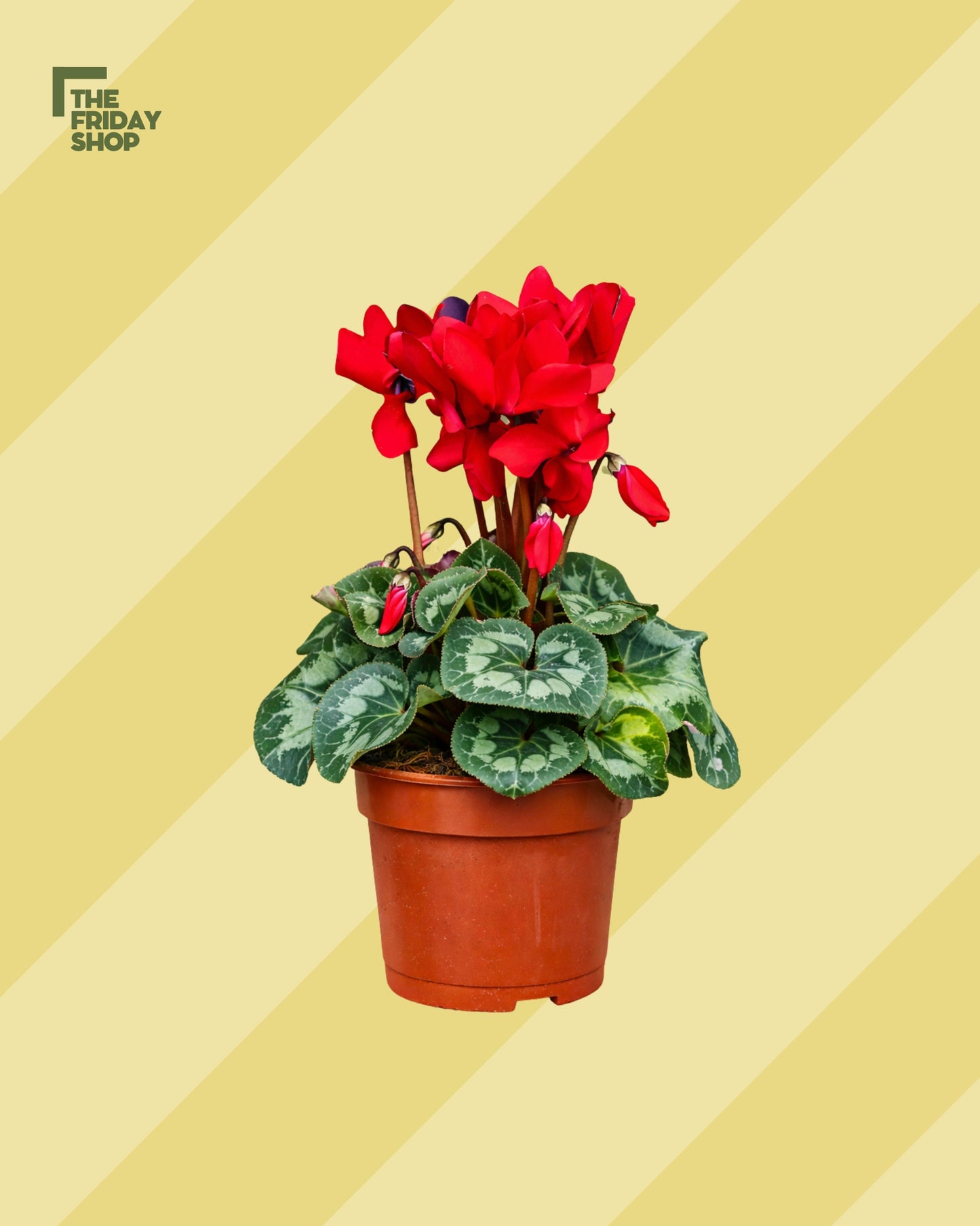 Cyclamen Persicum Red
