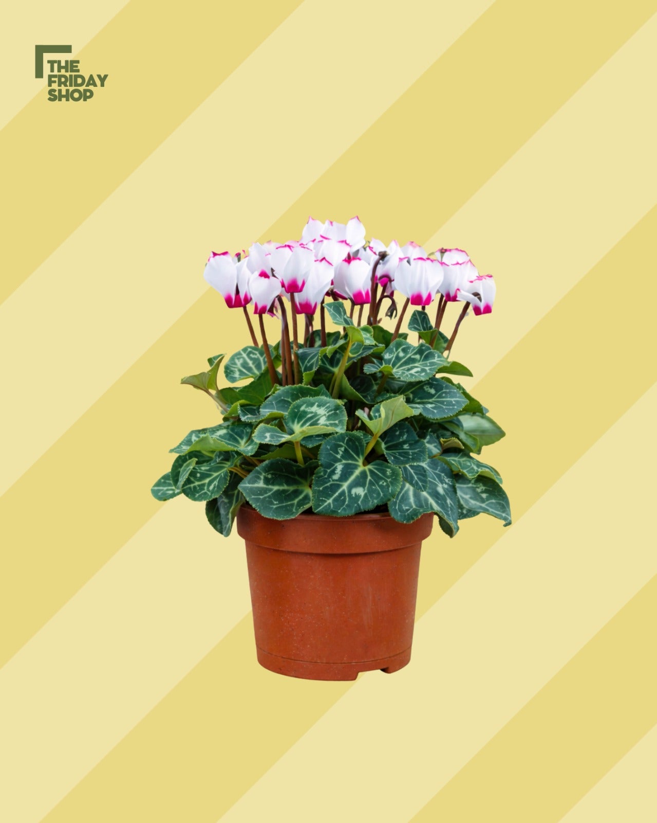 Cyclamen Persicum Pink