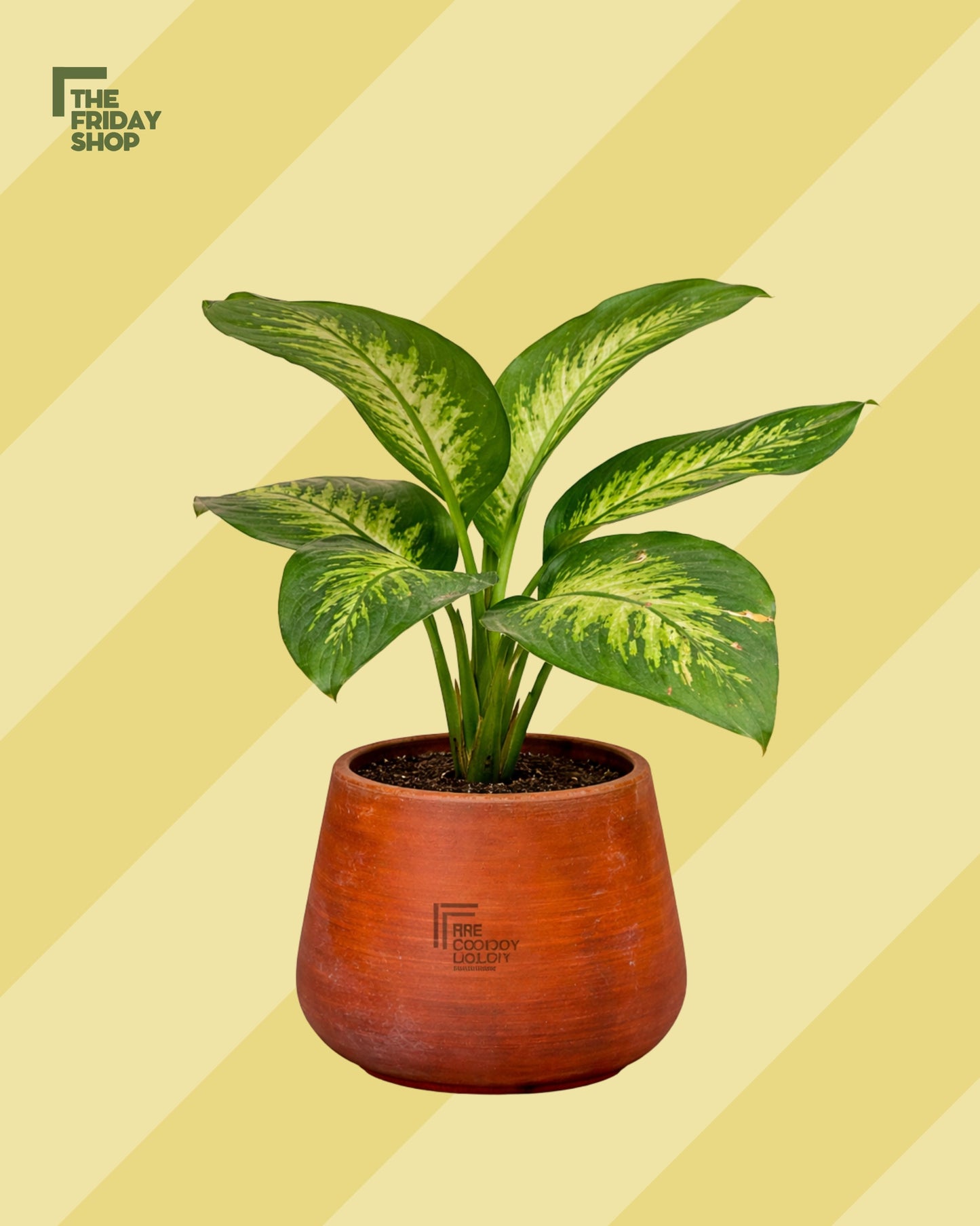 Dieffenbachia seguine