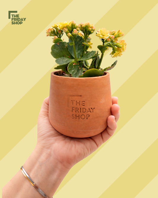 Kalanchoe Yellow