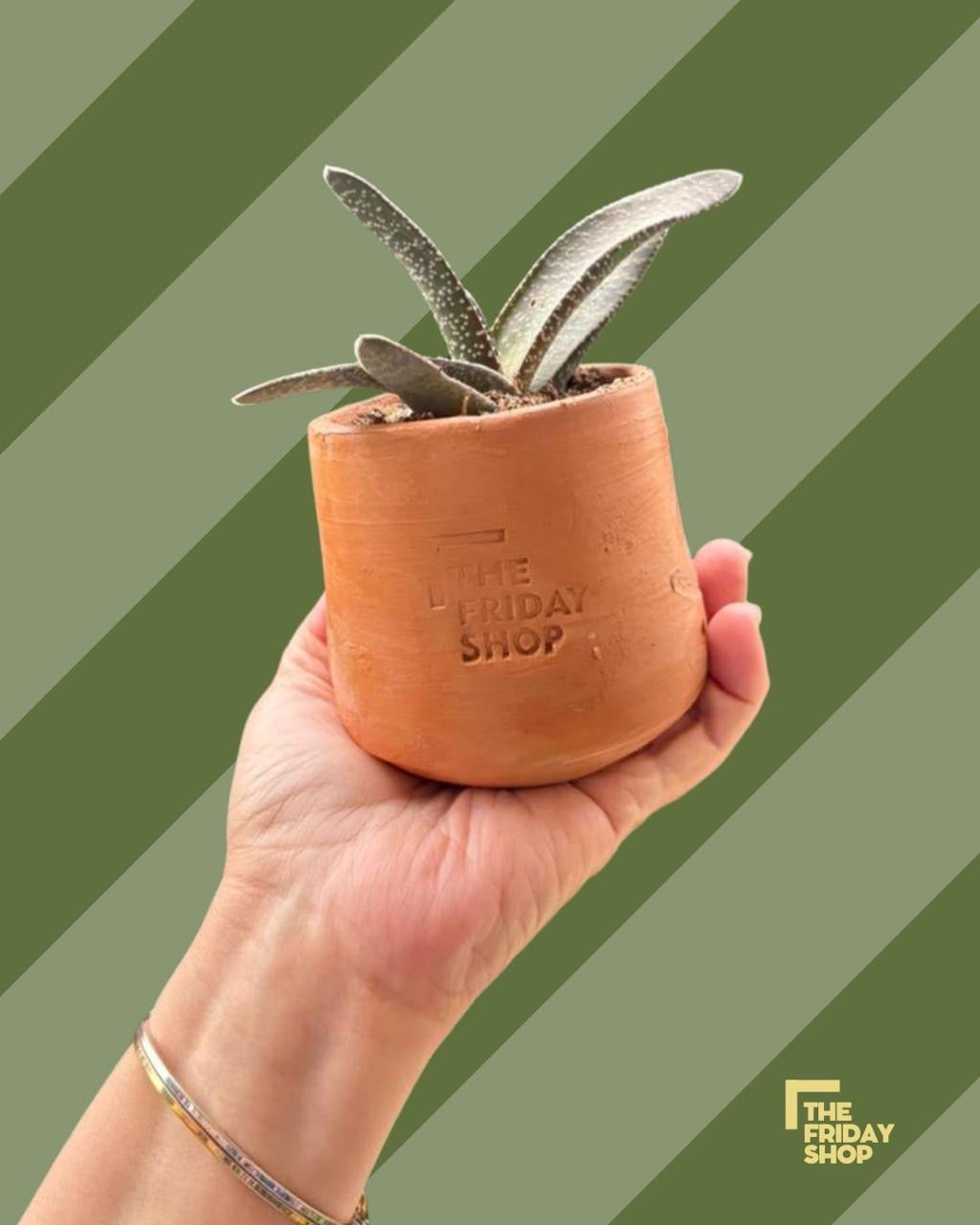 Gasteria Armstrongi