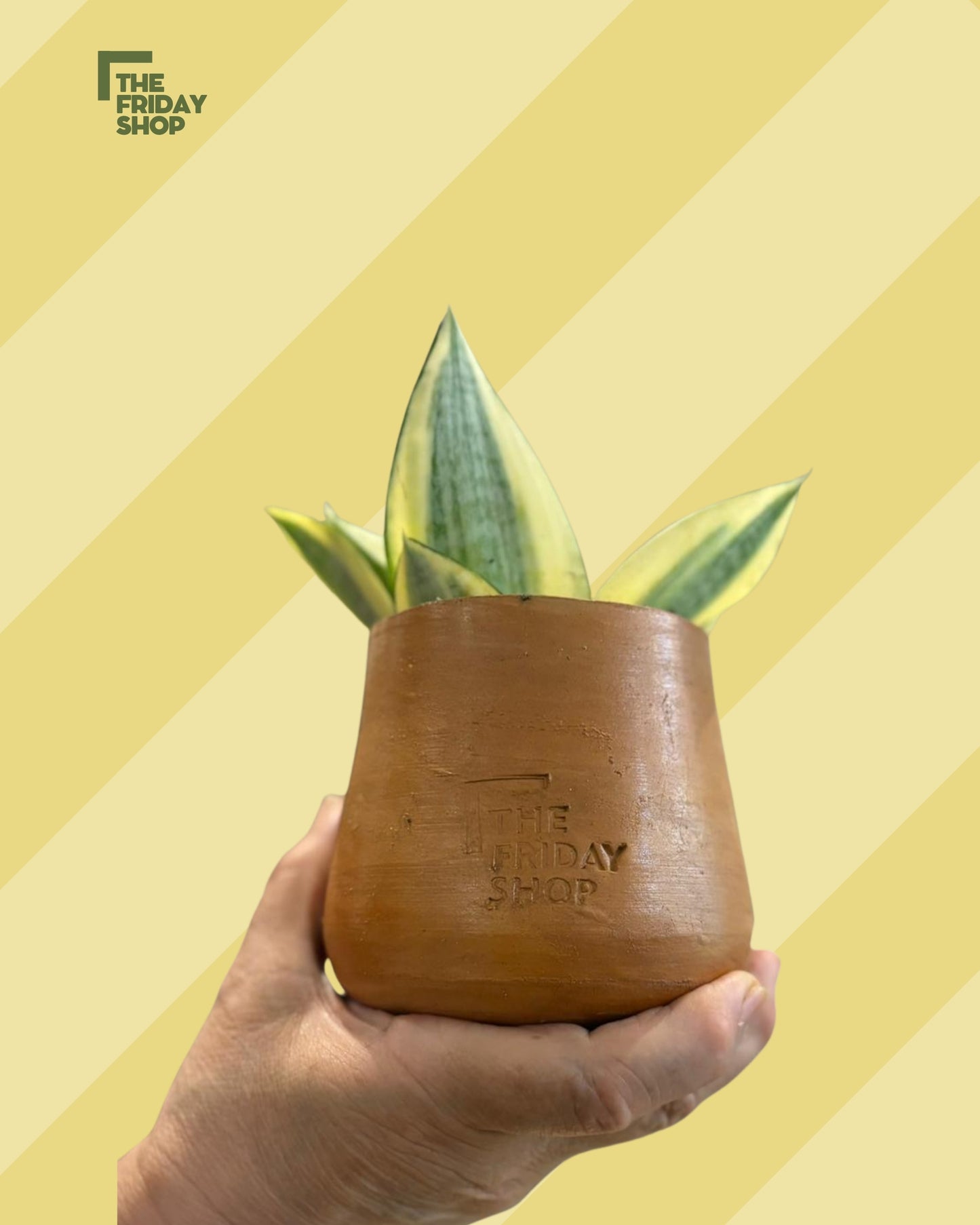 Dwarf Snake plant yellow