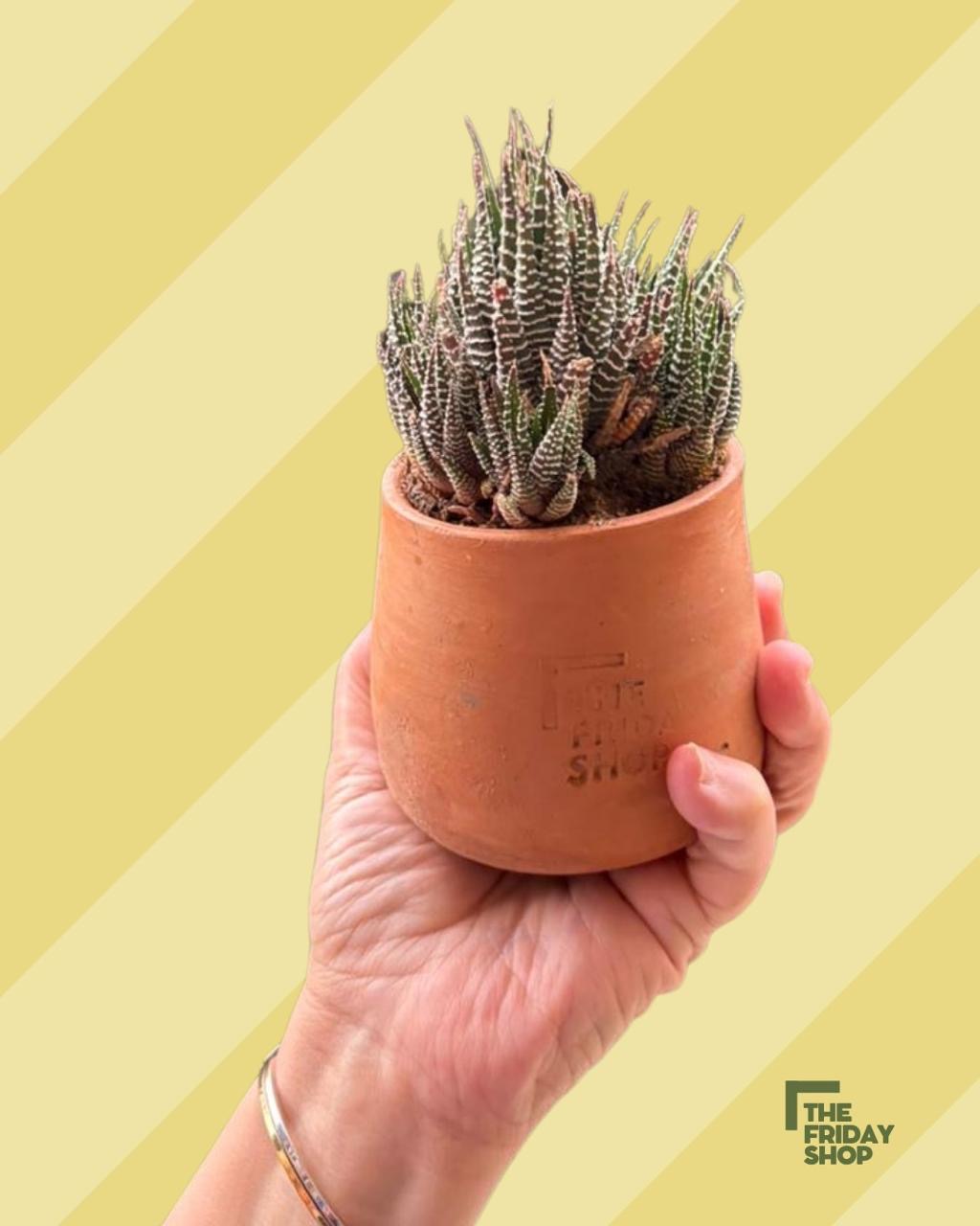 Haworthia Reinwardtii