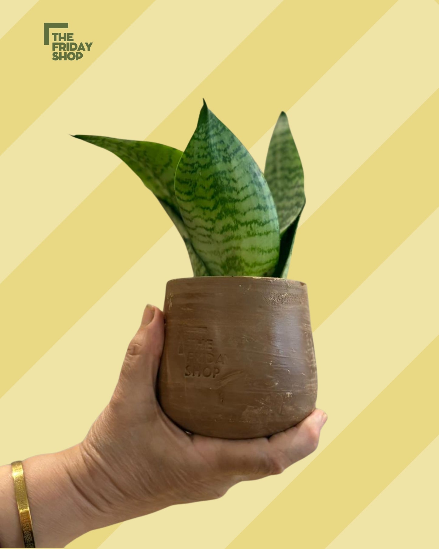 Dwarf Snake plant green