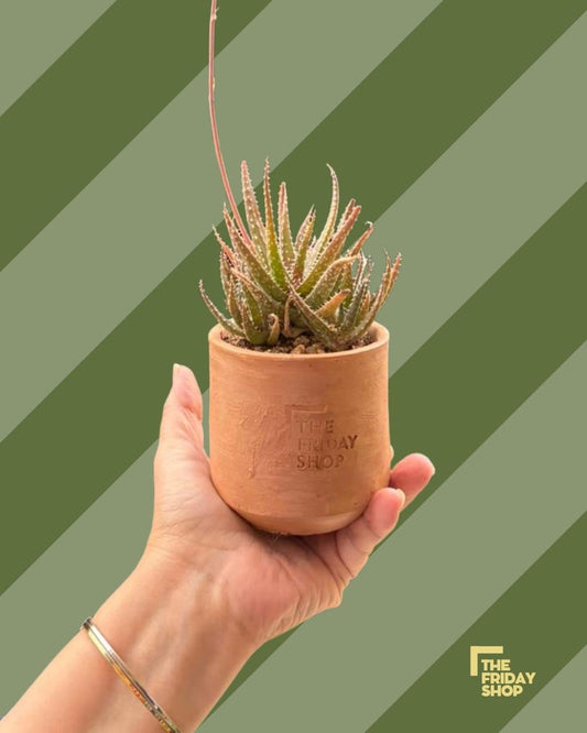 Haworthia Reinwardtii