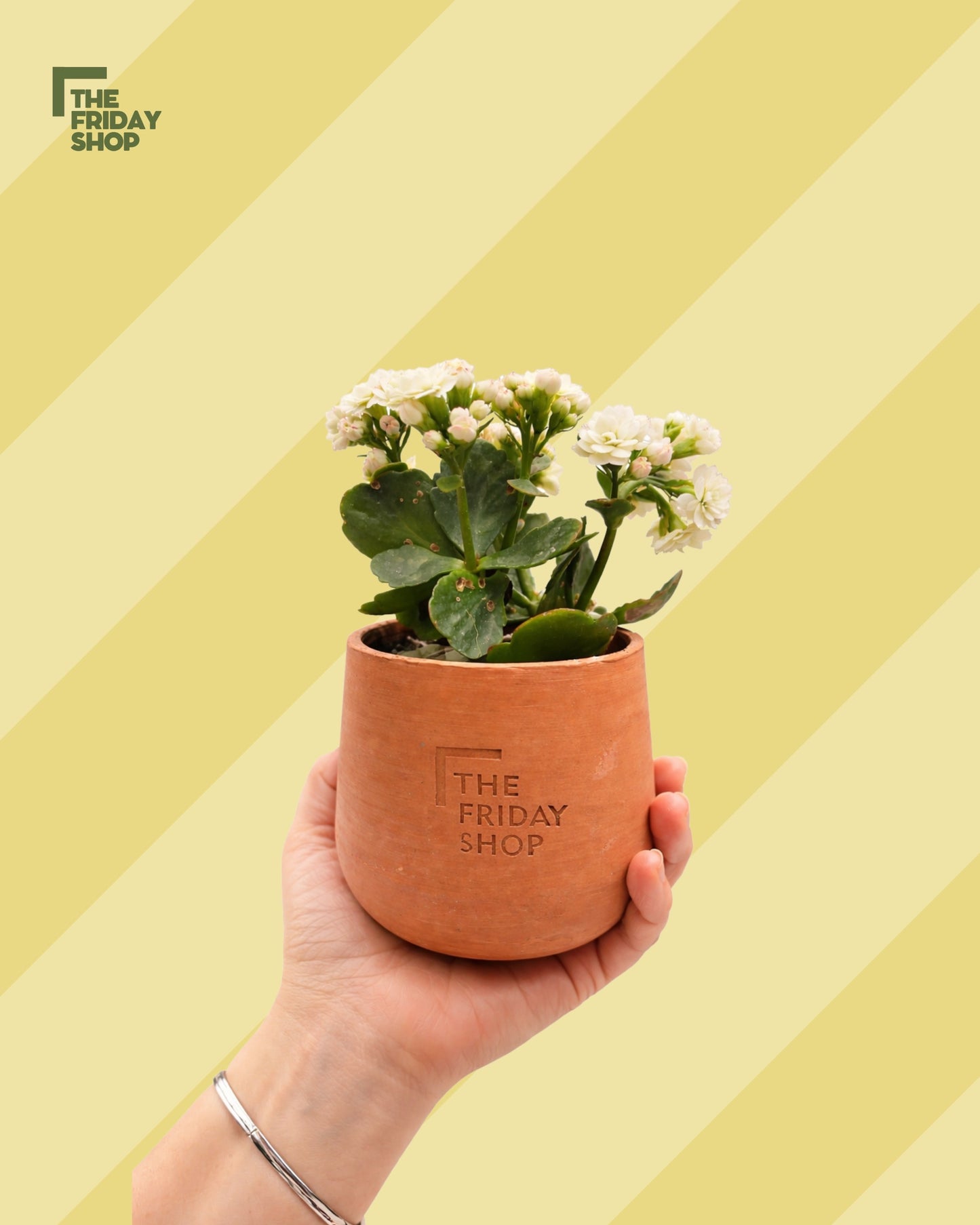 Kalanchoe White