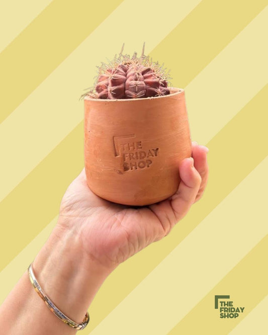 Melocactus Matanzanus