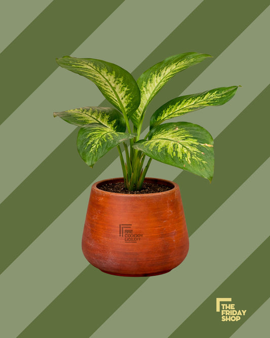 Dieffenbachia seguine