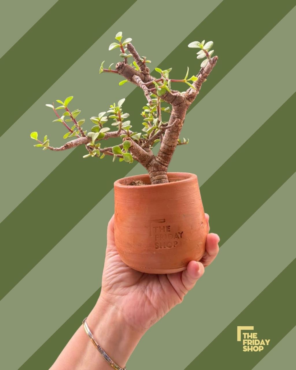 Portulacaria Afta