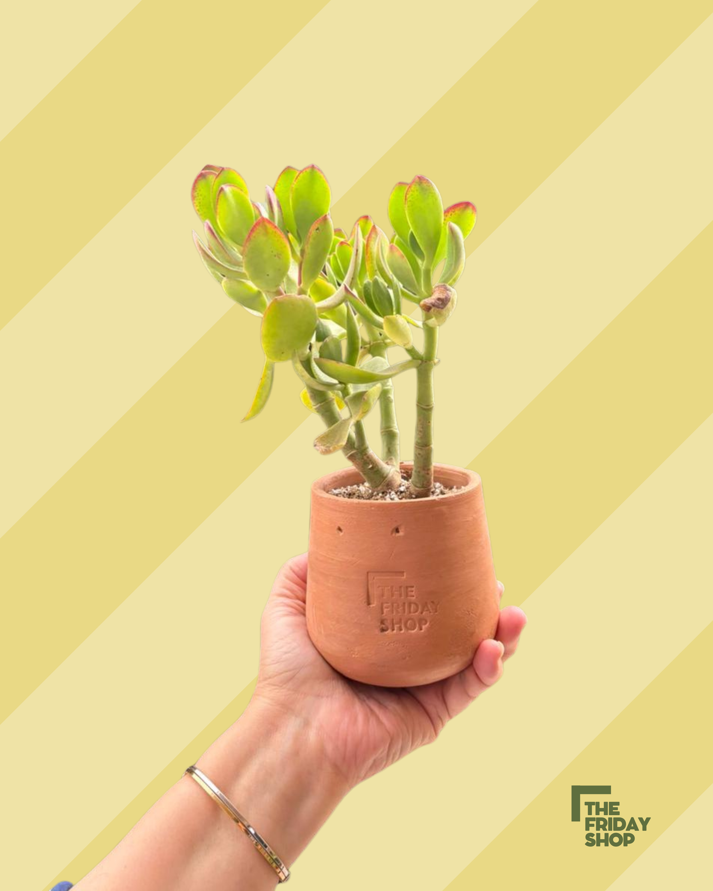 Crassula arborescens