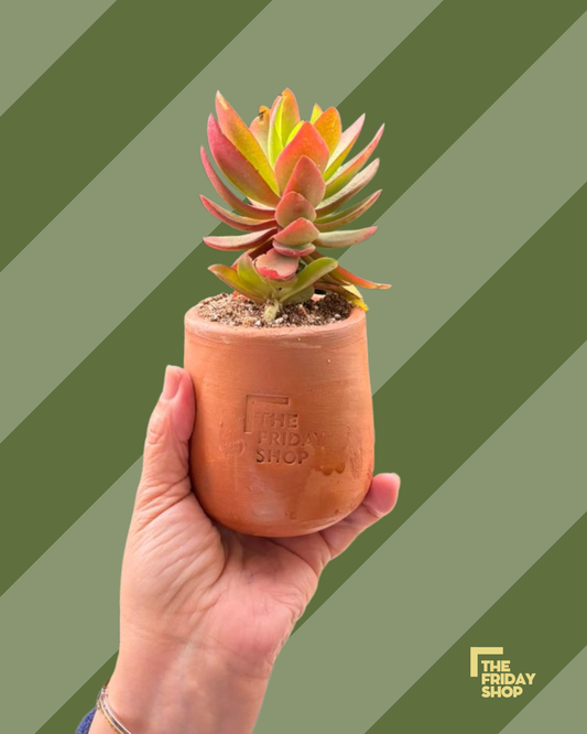 Crassula capitella