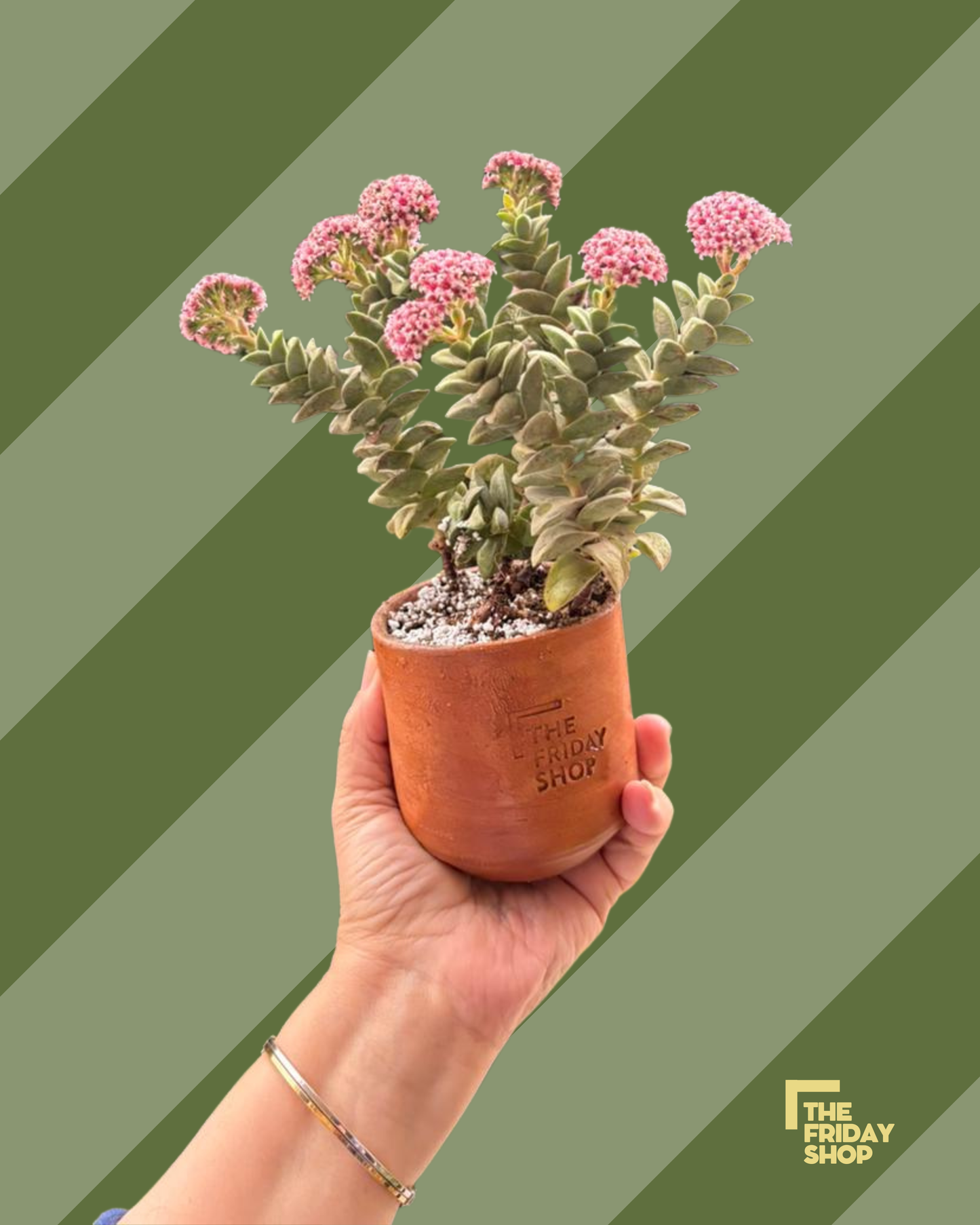Crassula rupestris