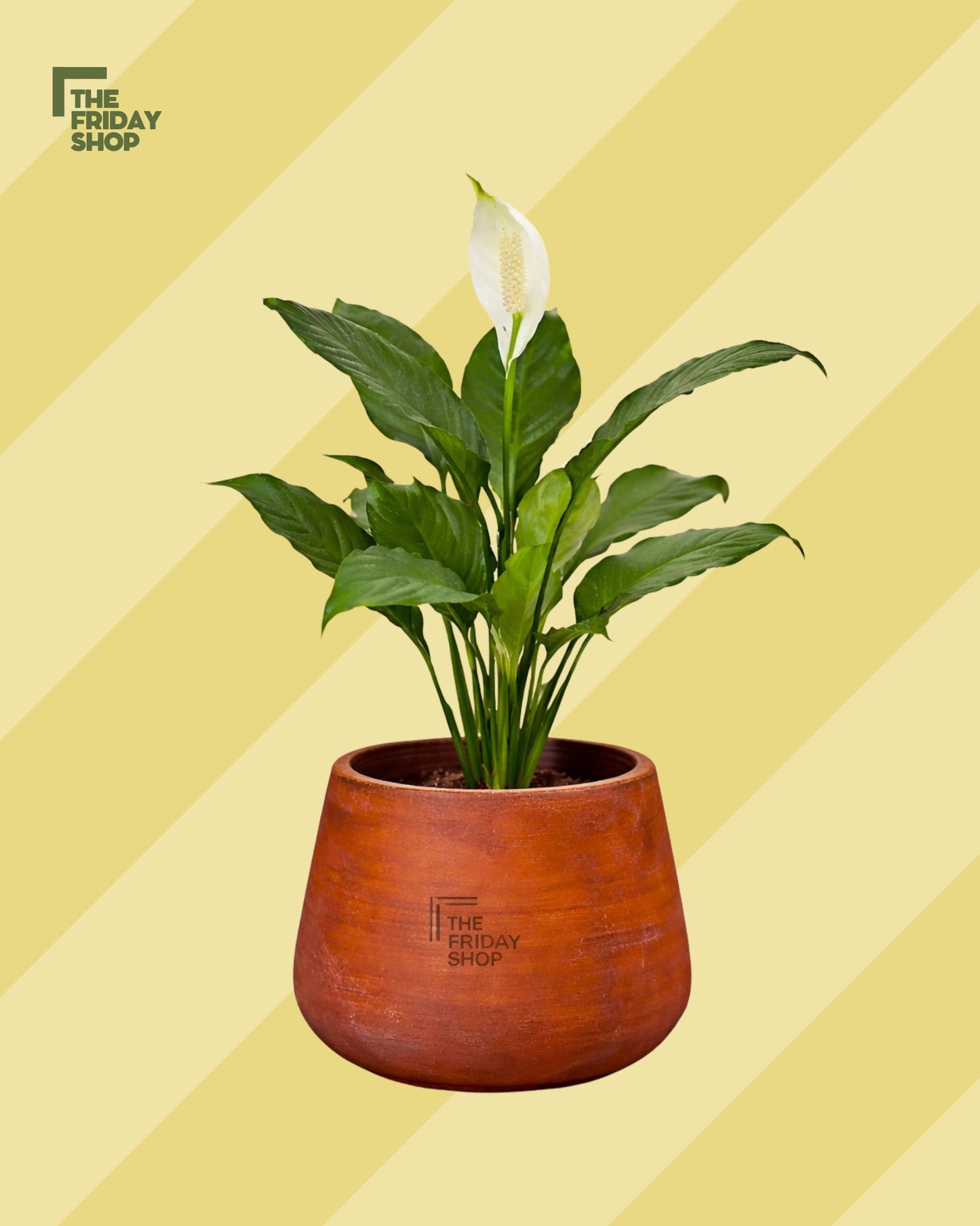 Peace Lily