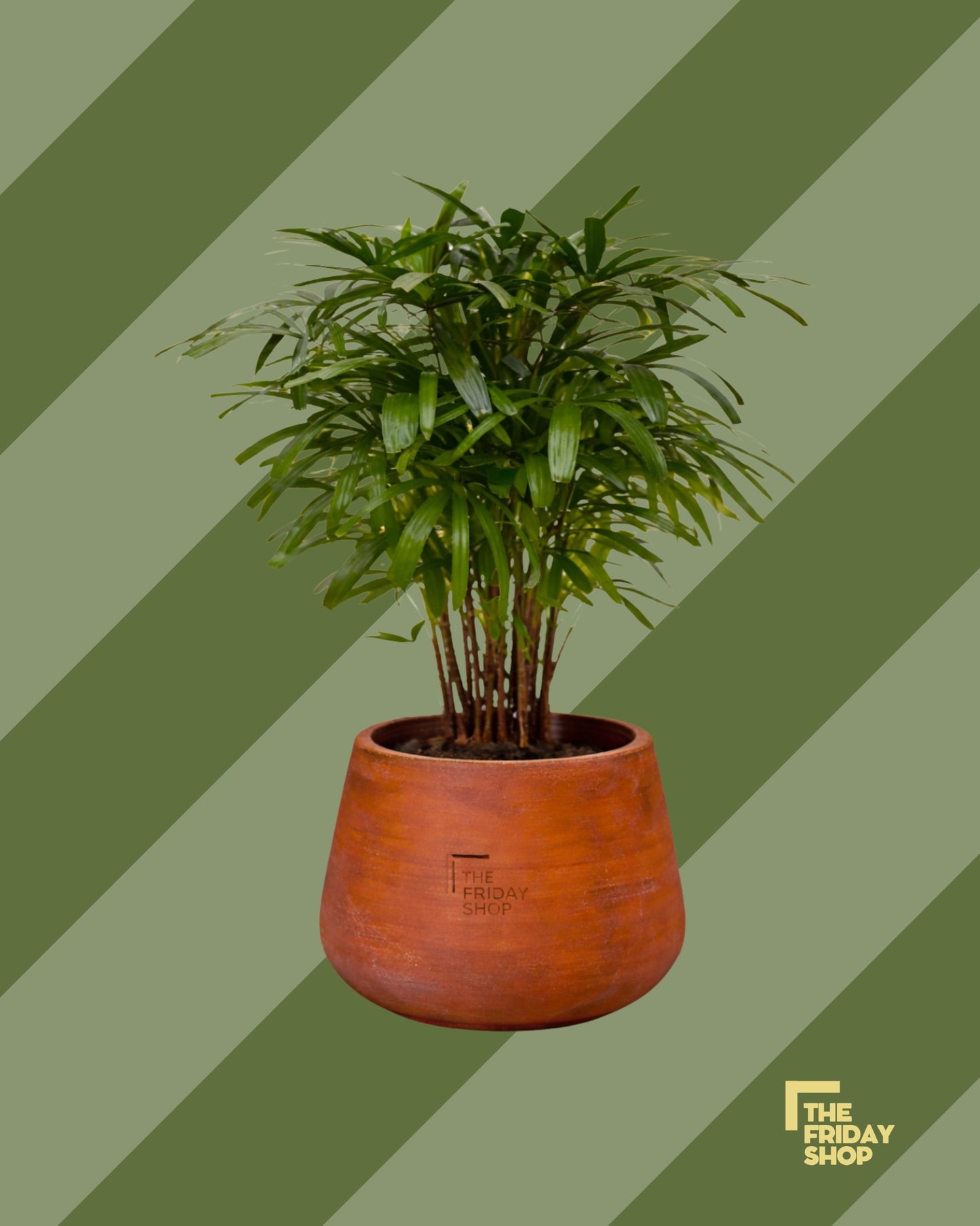 Broadleaf lady Palm