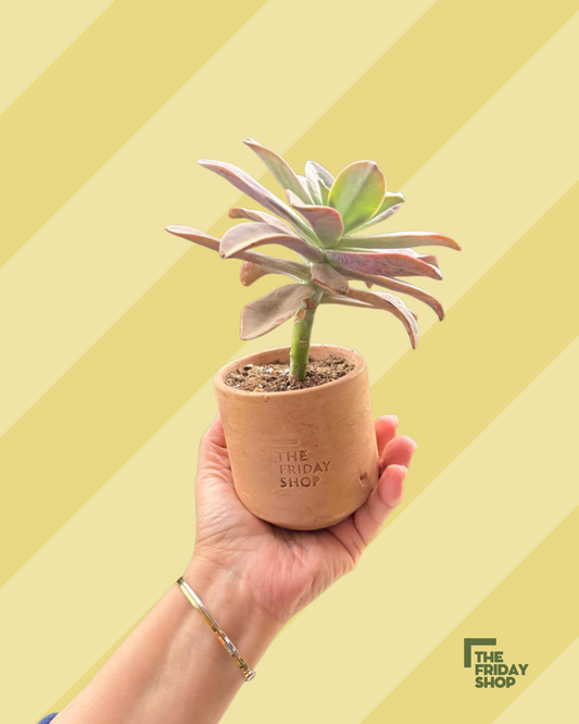 Echeveria gibbiflora