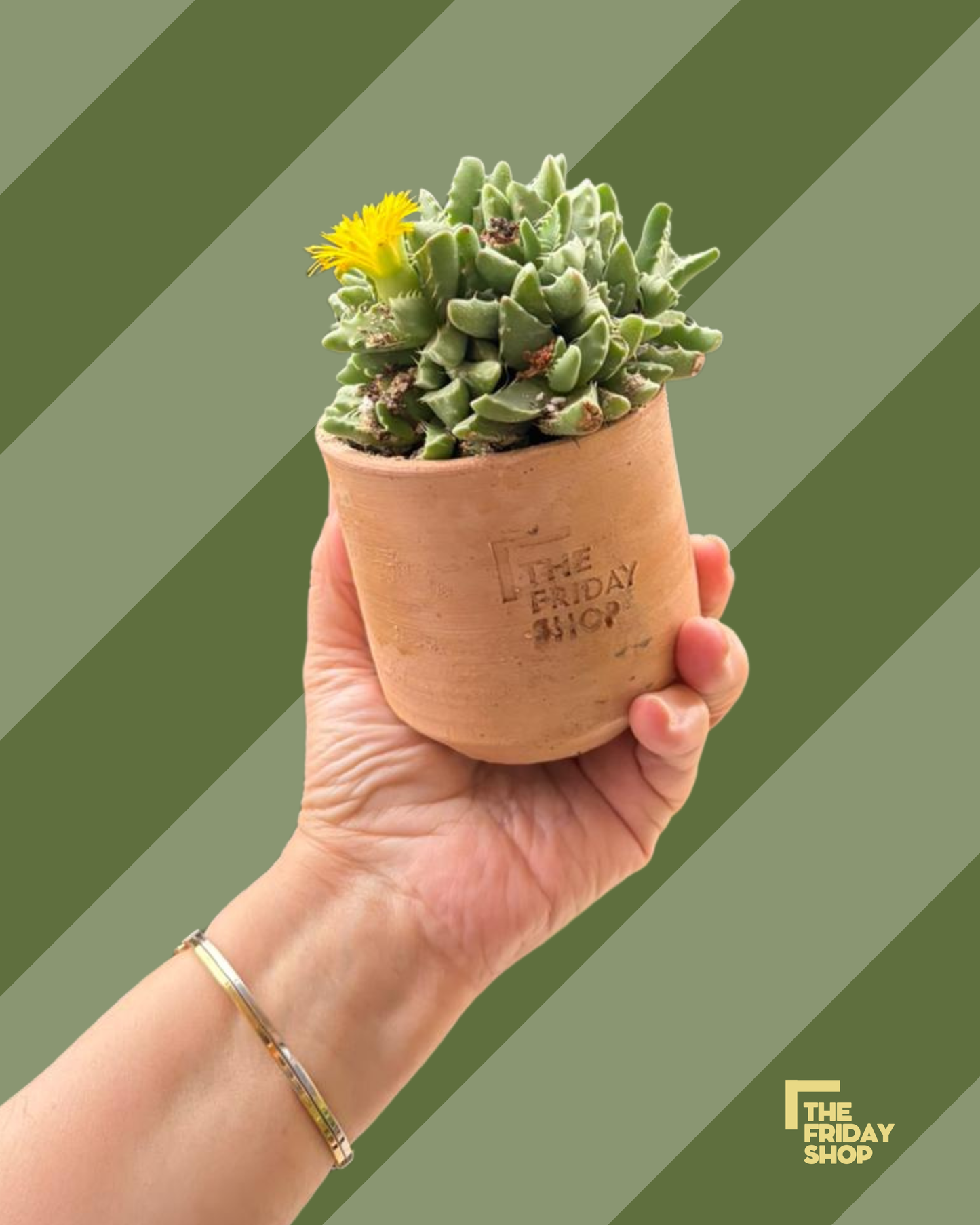 Faucaria tigrina