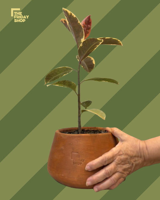 Ficus Elastic