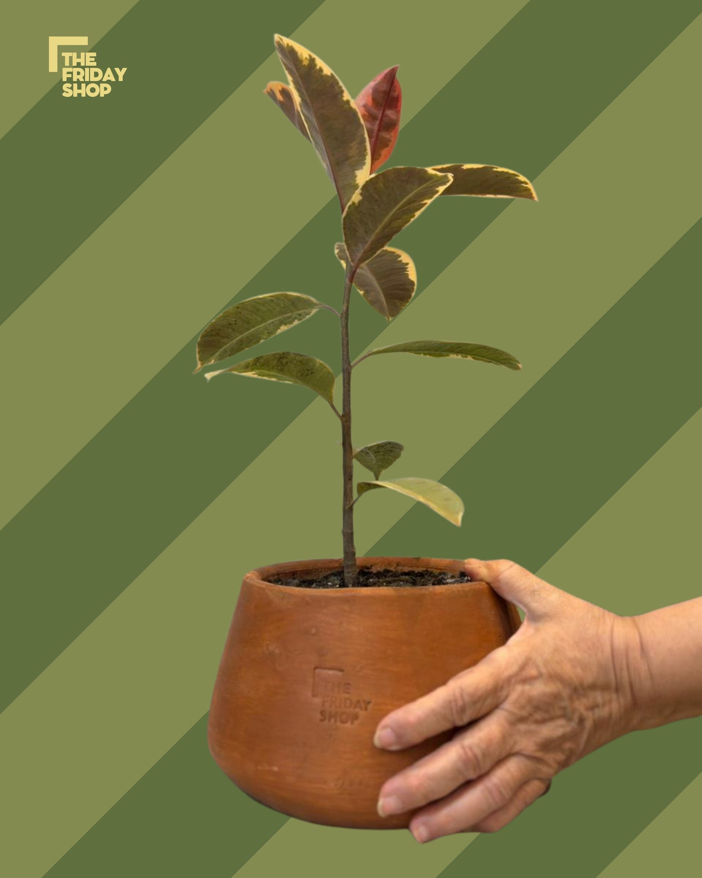 Ficus Elastica