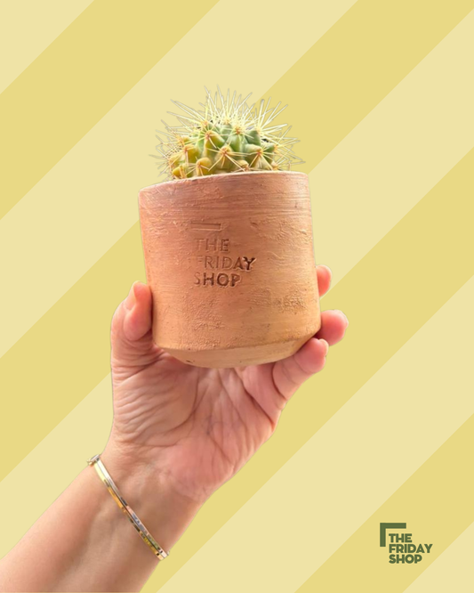 Gymnocalycium pfanzii