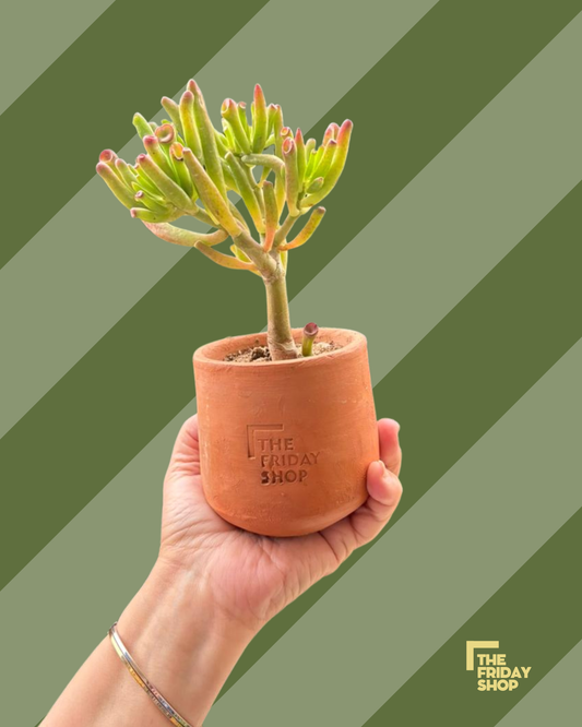 Hatiora salicornioides