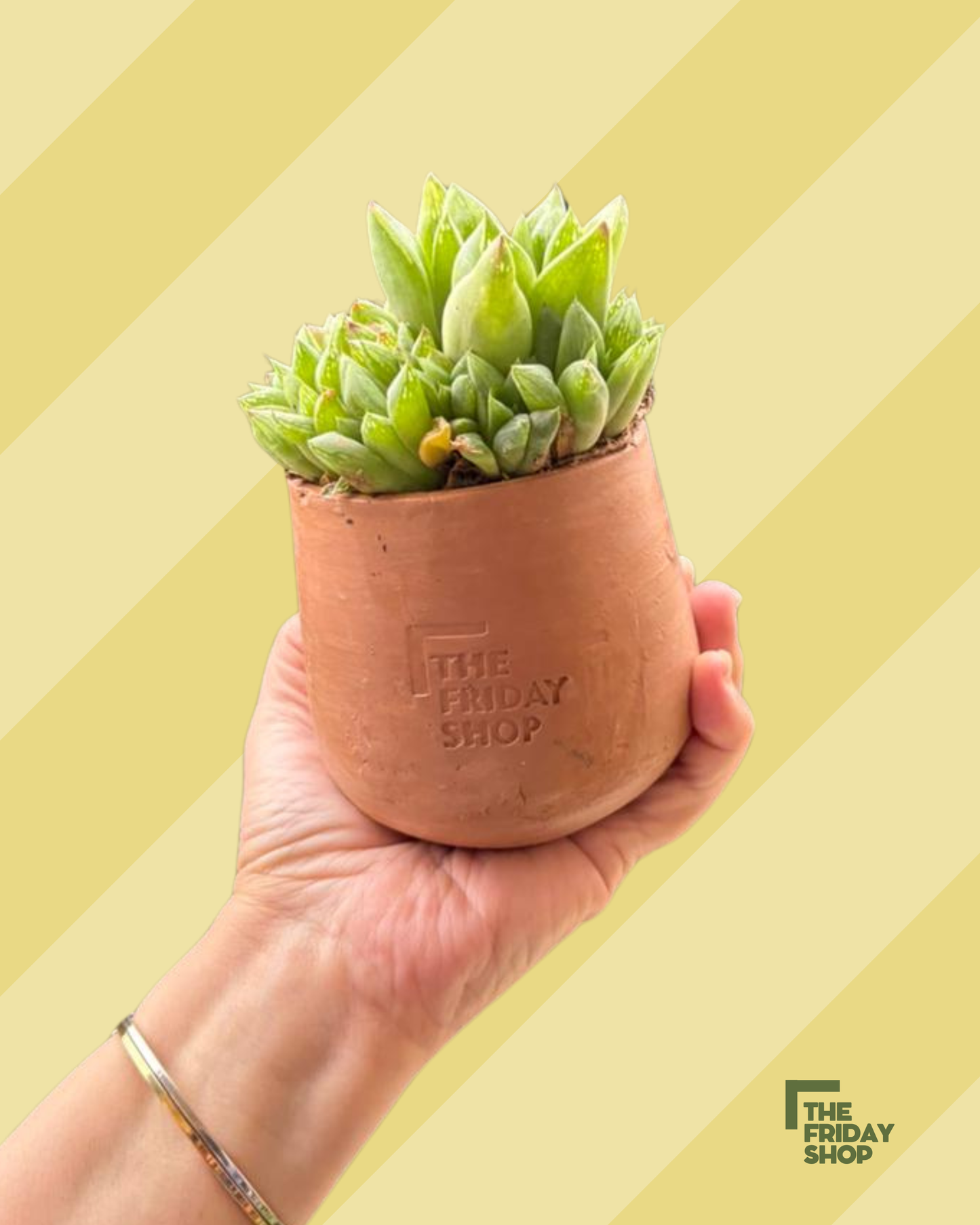 Haworthia cymbiformis