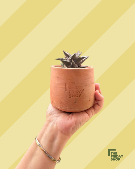 Haworthiopsis limifolia