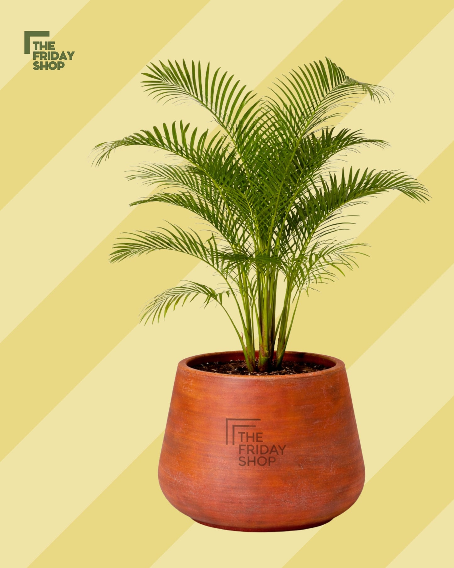 Areca Yellow