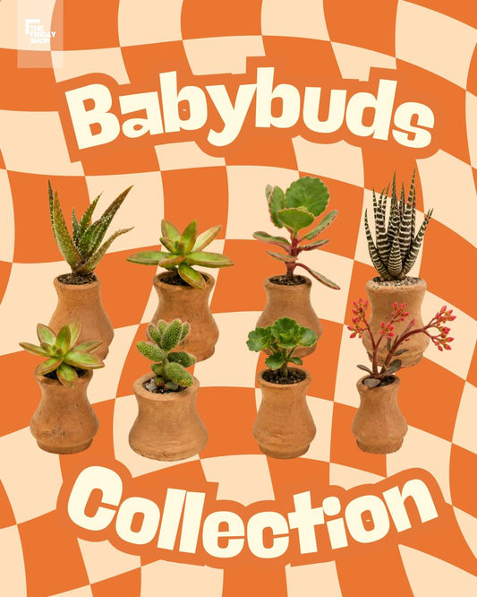 Babybuds Set