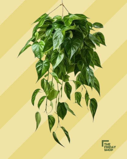 وحوي يا وحوي