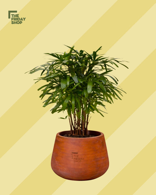 Broadleaf lady Palm