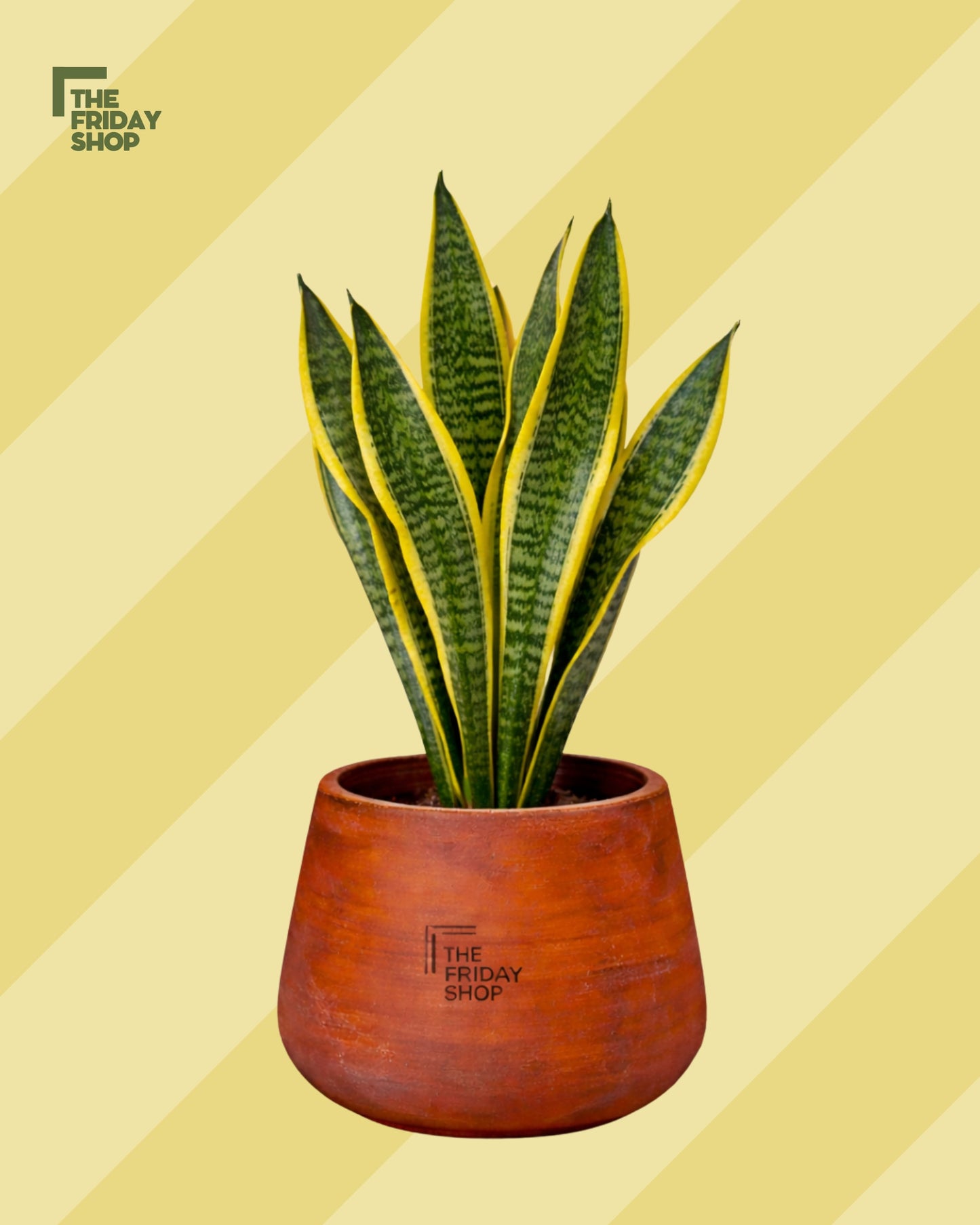 Snake Plant yellow