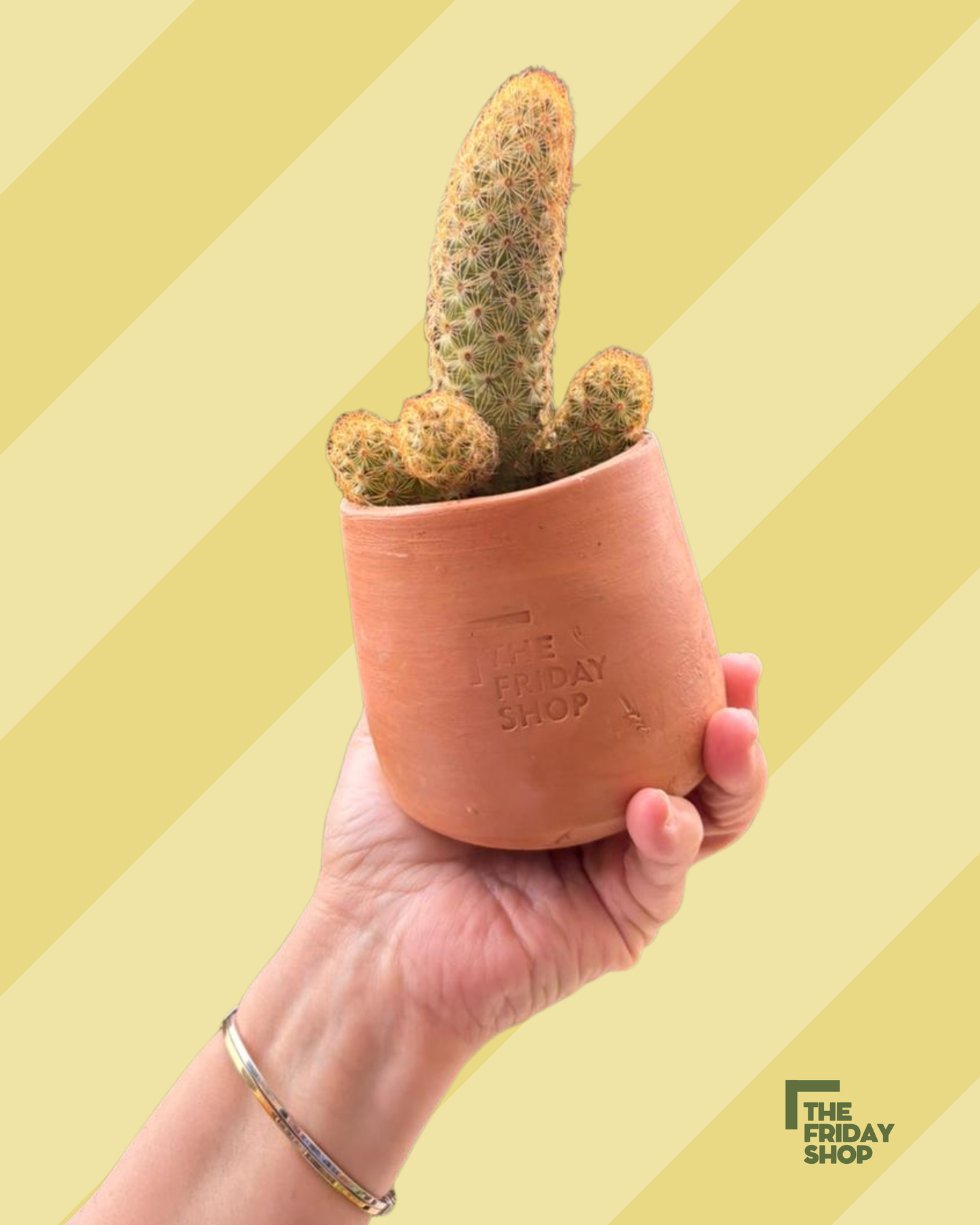 Mammillaria elongata