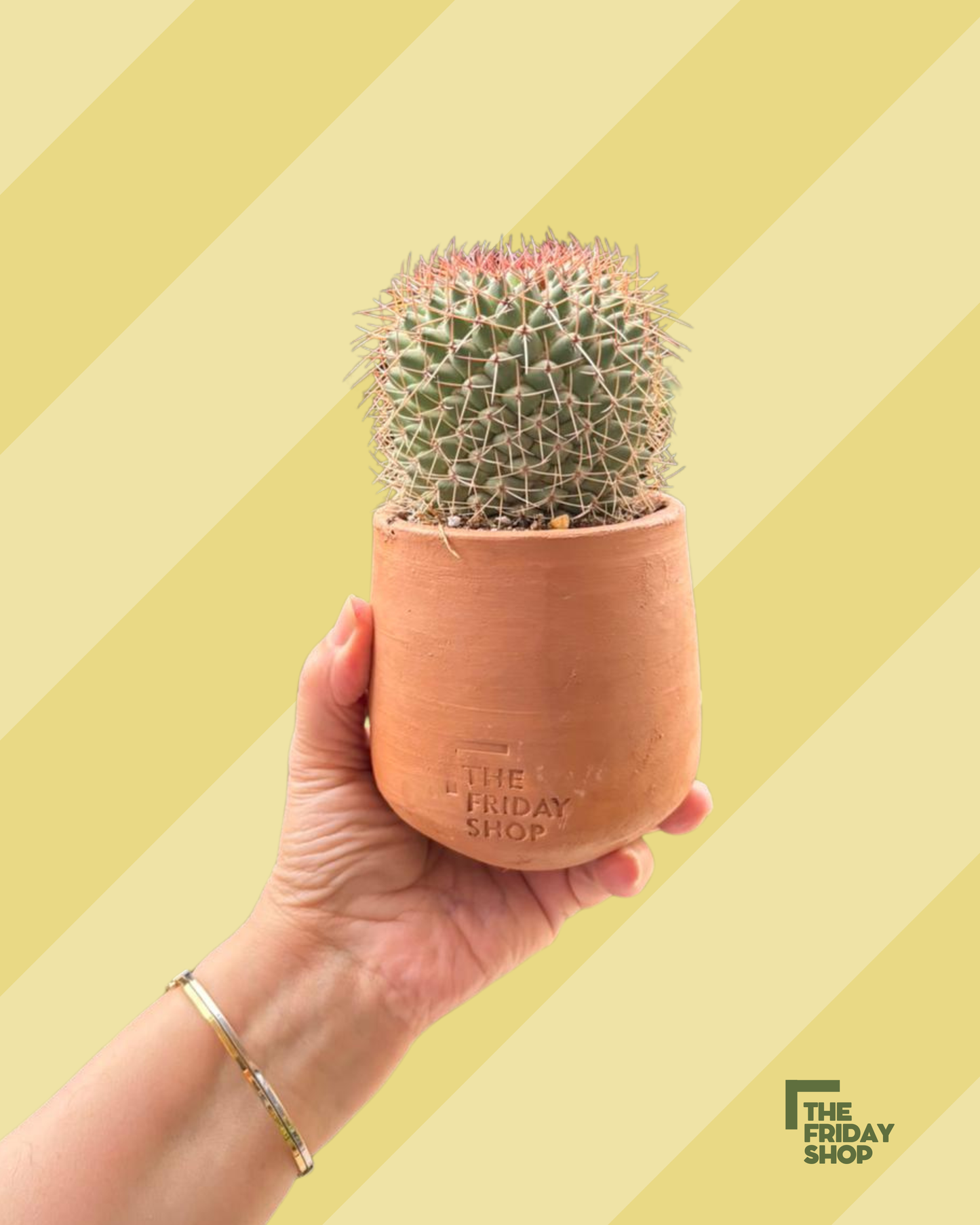 Melocactus matanzanus