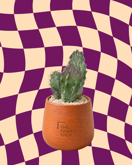 Violet Spikes