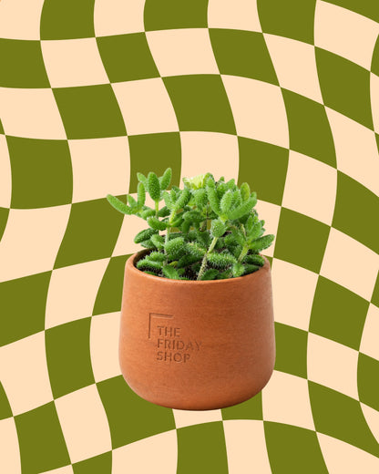Pickle Plant