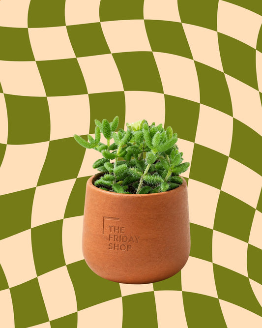 Pickle Plant