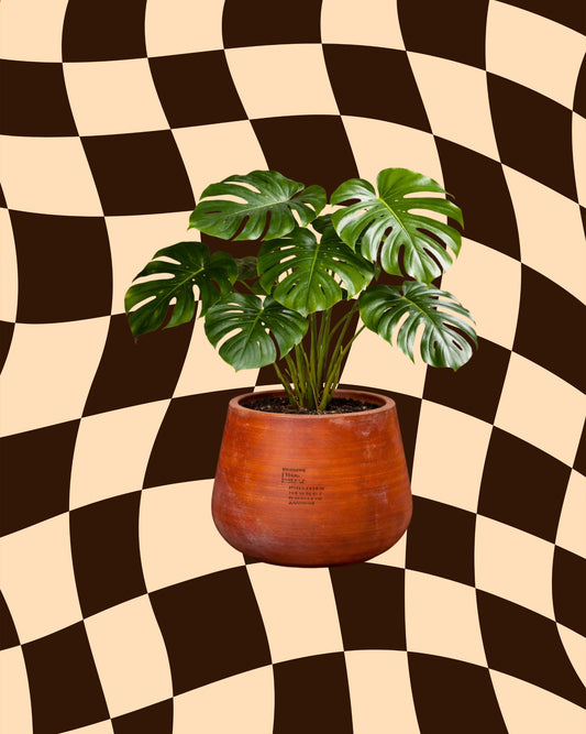 Monstera