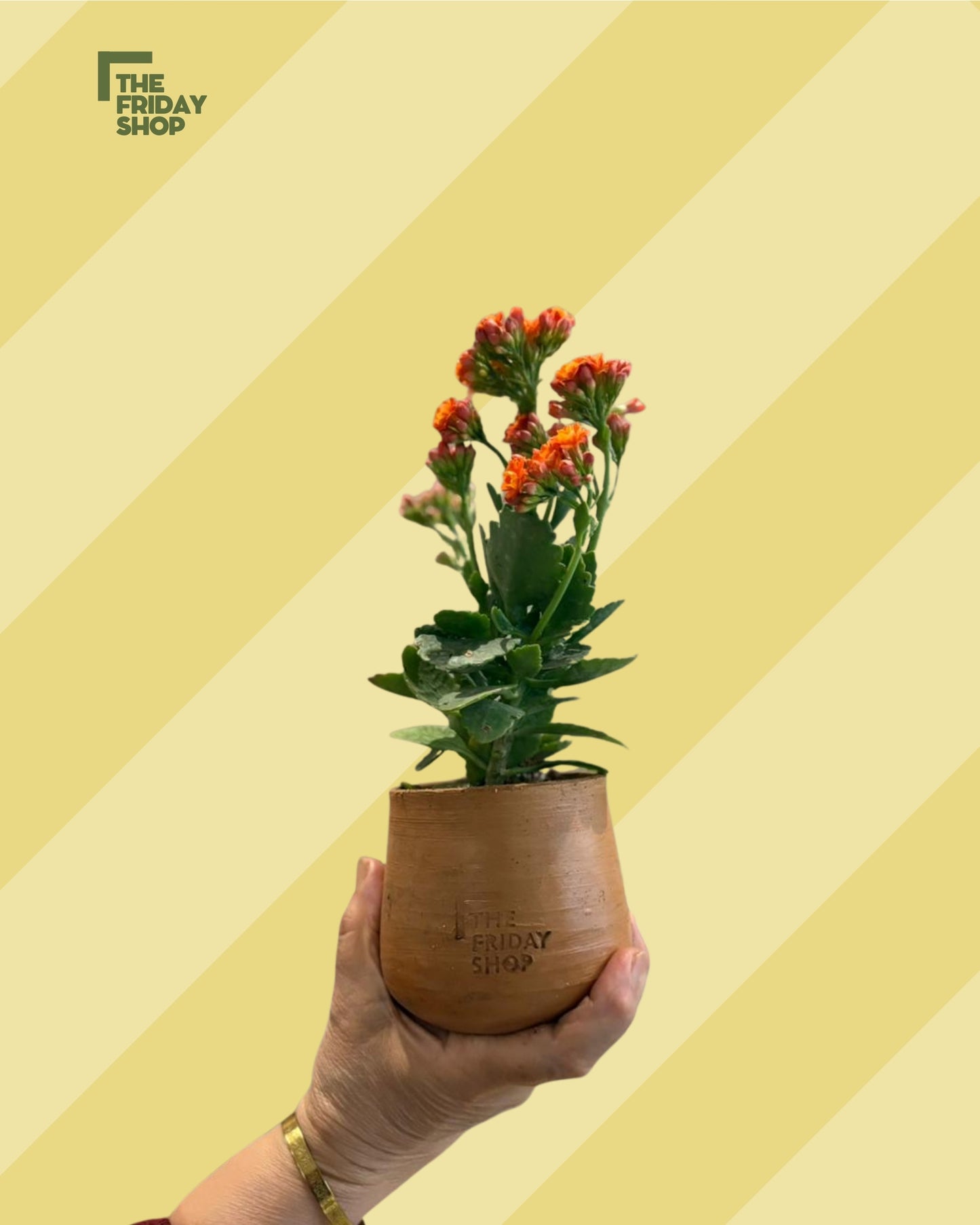 Kalanchoe Blossfeldiana