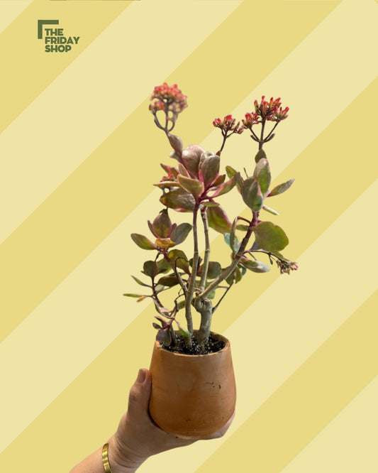 Kalanchoe Fedtschenkoi